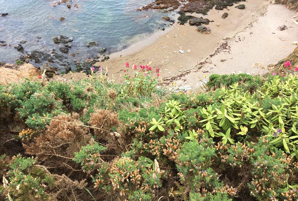 RWB Essen – Studienfahrt nach Dublin –  Besuch der Halbinsel Howth Head