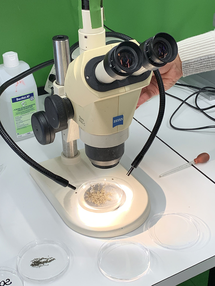 RWB Essen - Ein Tag im Labor des Uniklinikums Aachen - Mikroskop zur Bestimmung geeigneter Froscheizellen