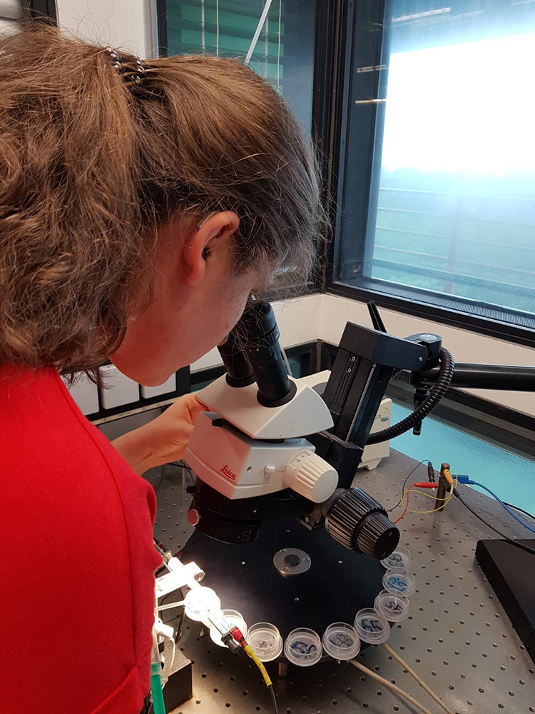 RWB Essen - Ein Tag im Labor des Uniklinikums Aachen - Kontrolle der richtigen Positionierung der Froscheizelle